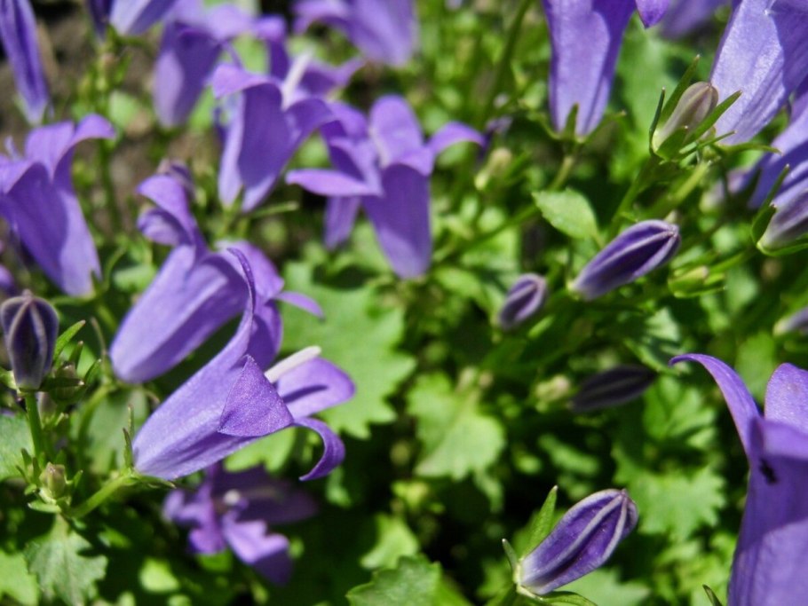 Колокольчик Болонский Campanula Bononiensis