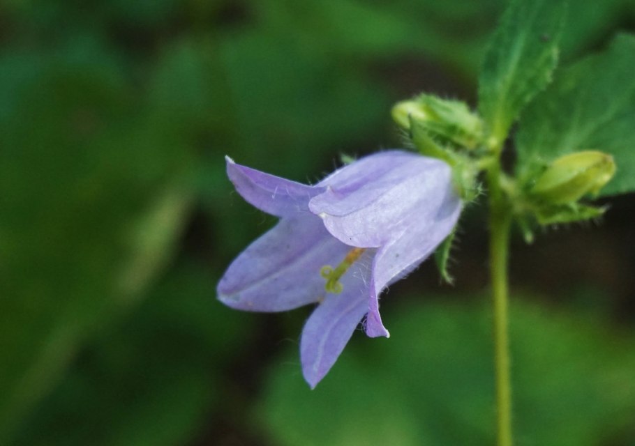 Колокольчик широколистный листья