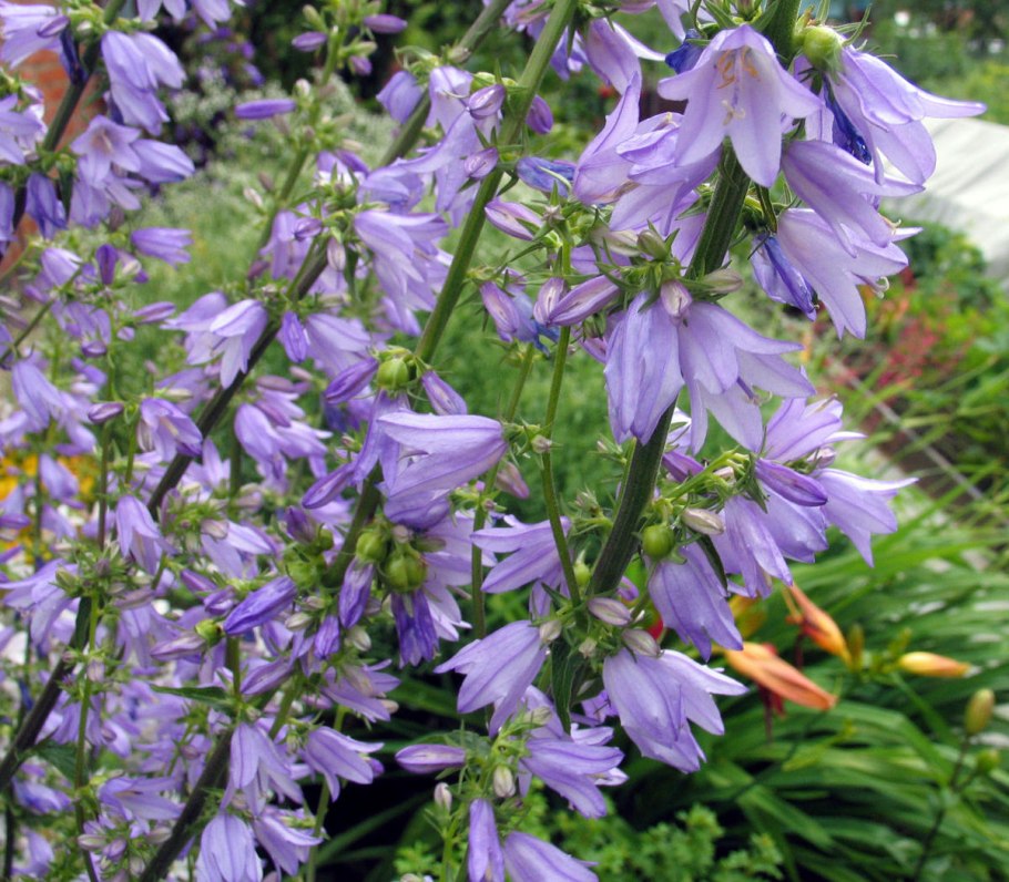 Campanula Bononiensis