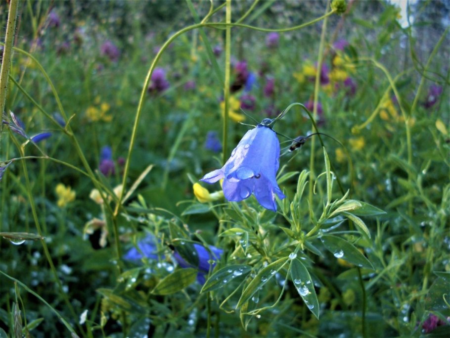 Колокольчик Болонский корень
