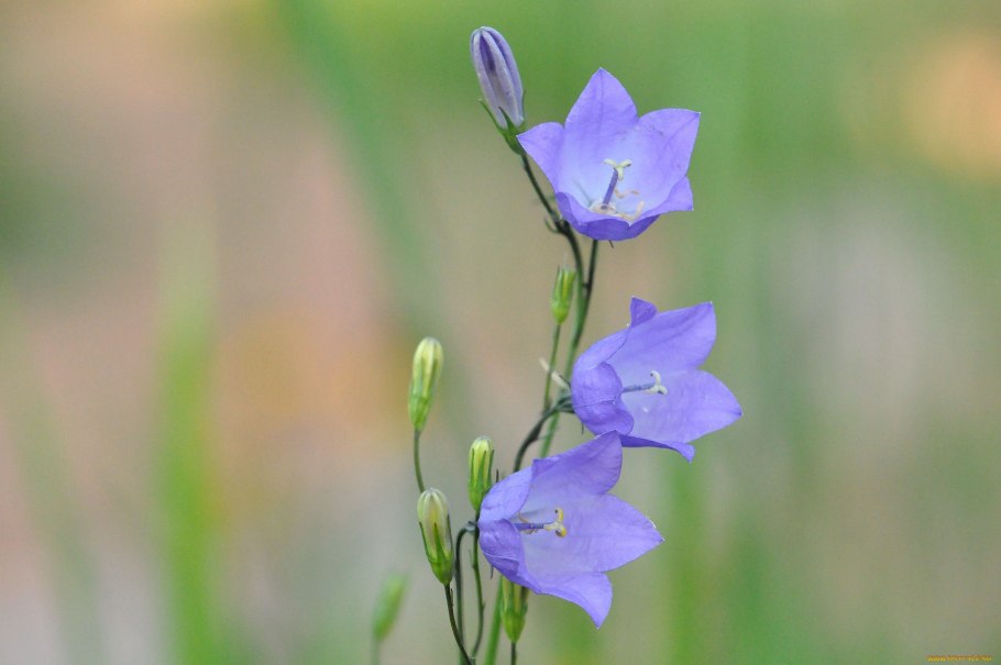 Колокольчик полевой цветок
