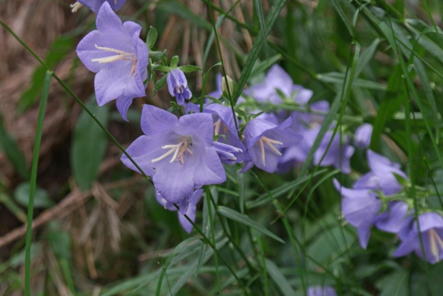 Колокольчик персиколистный (campanula persicifolia)