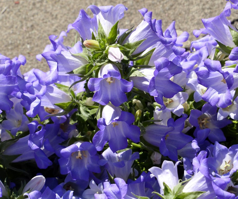 Campanula bellidifolia