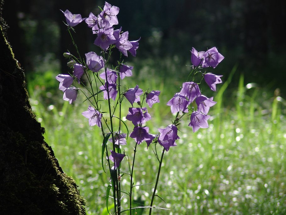 Колокольчик персиколистный на лугу