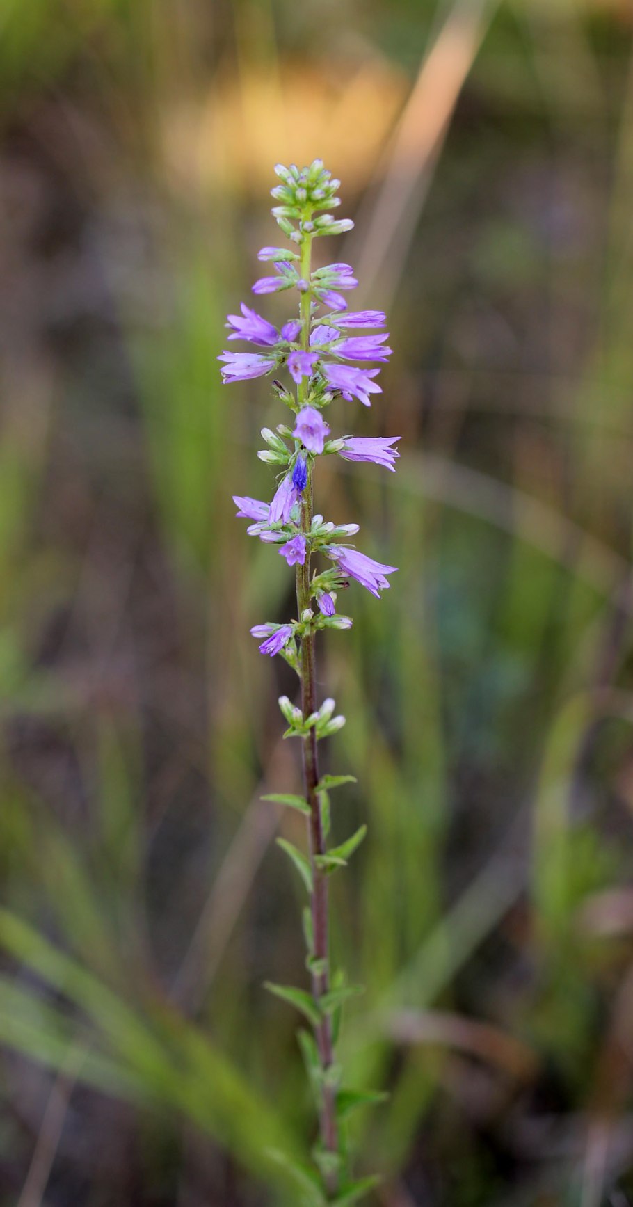 Колокольчик (Campanula beetroot) i