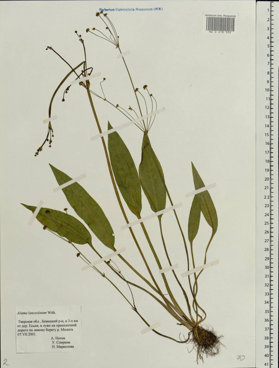 Частуха Юзепчука