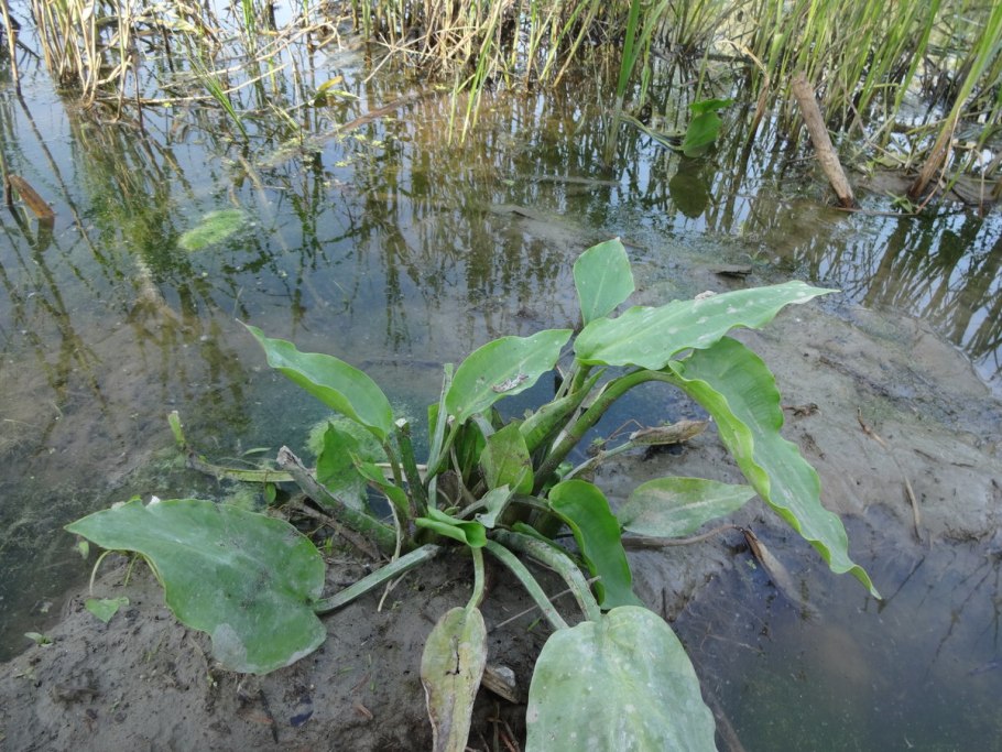 Частуха Валенберга