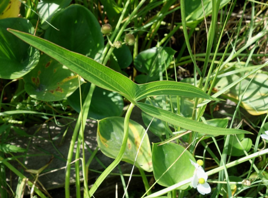Sagittaria trifolia (стрелолист трёхлистный).