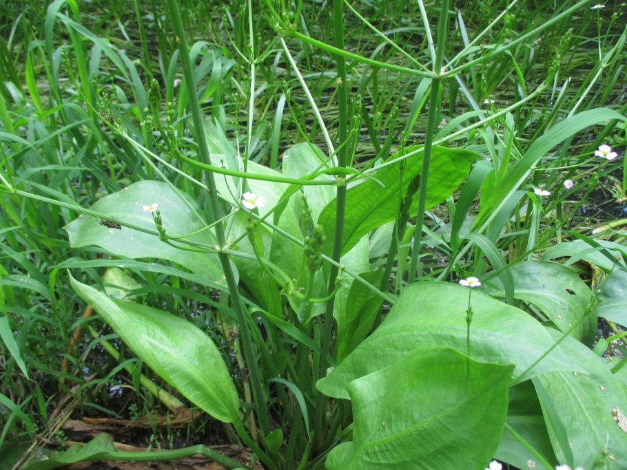 Частуха Юзепчука