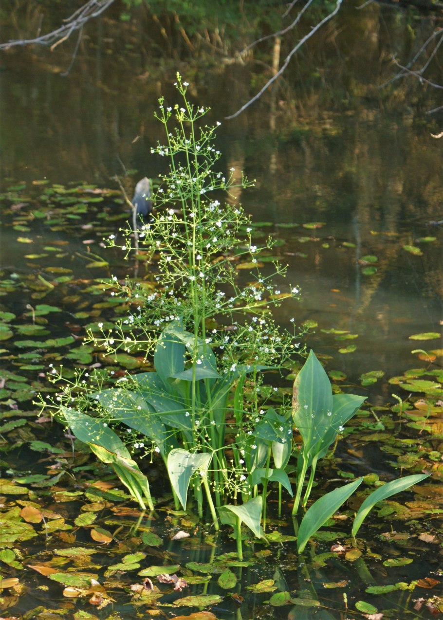 Частуха злаковидная