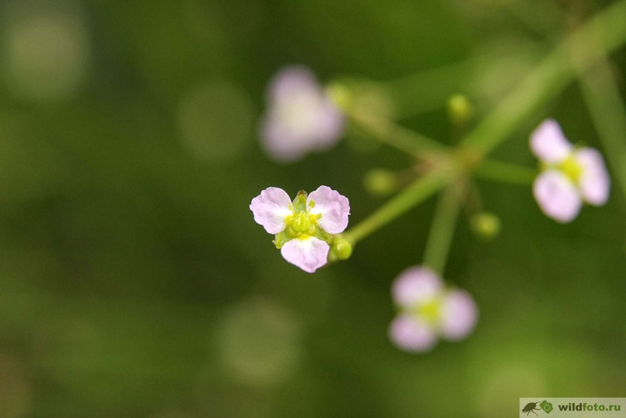 Кальдезия белозоролистная