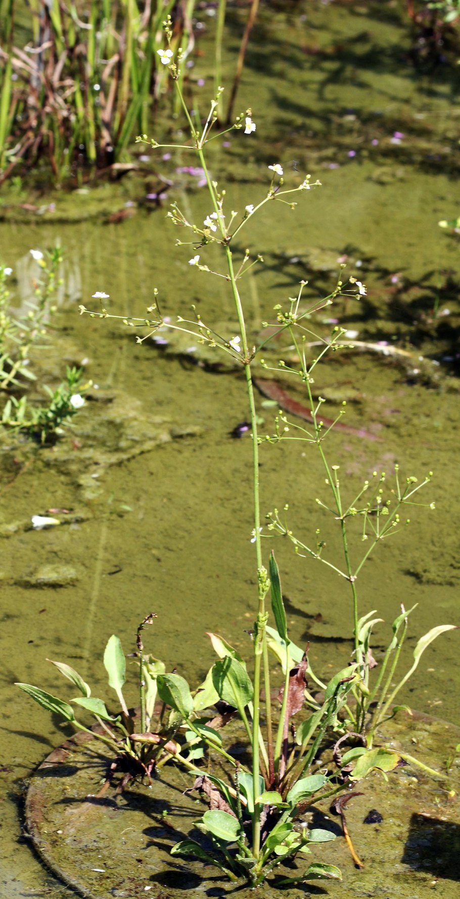 Частуха обыкновенная