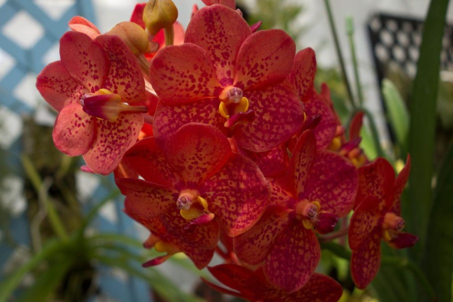 Аскоценда (Ascocenda)