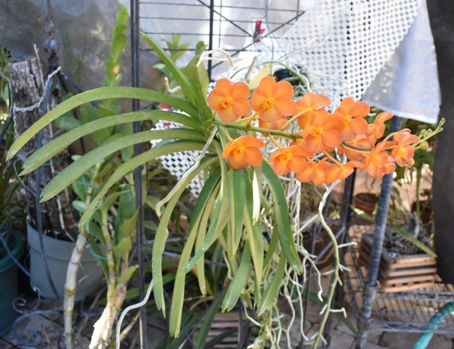 Ascocenda ladda Gold