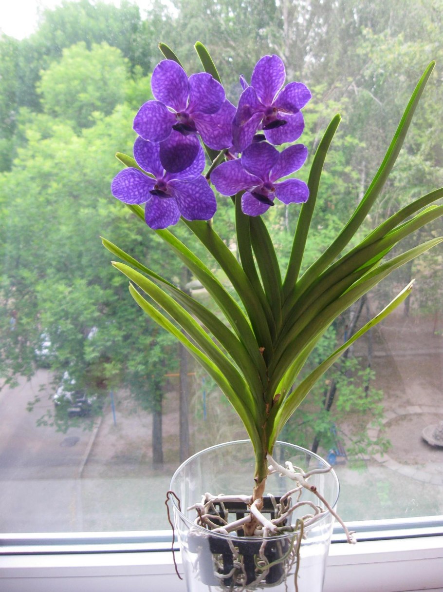 Орхидея Ванда