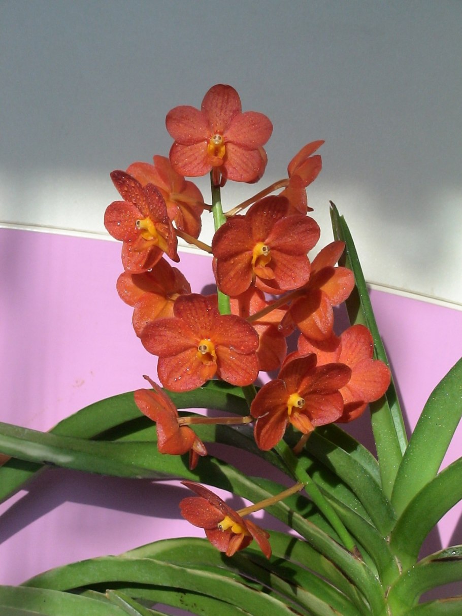 Аскоценда Орхидея