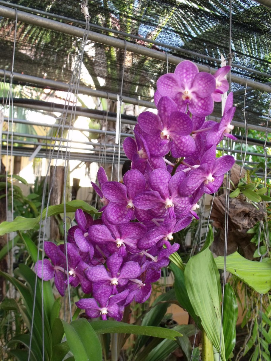 Ascocenda Princess Mikasa