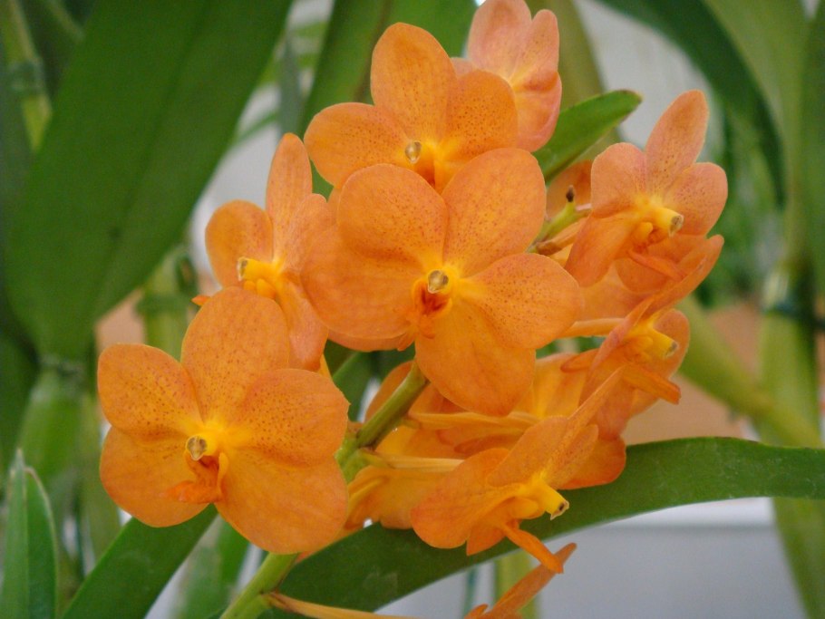 Аскоценда (Ascocenda)