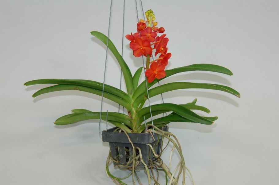 Аскоценда видео