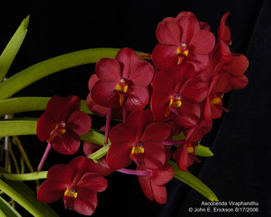 Орхидея Ascda. Sweet Pea