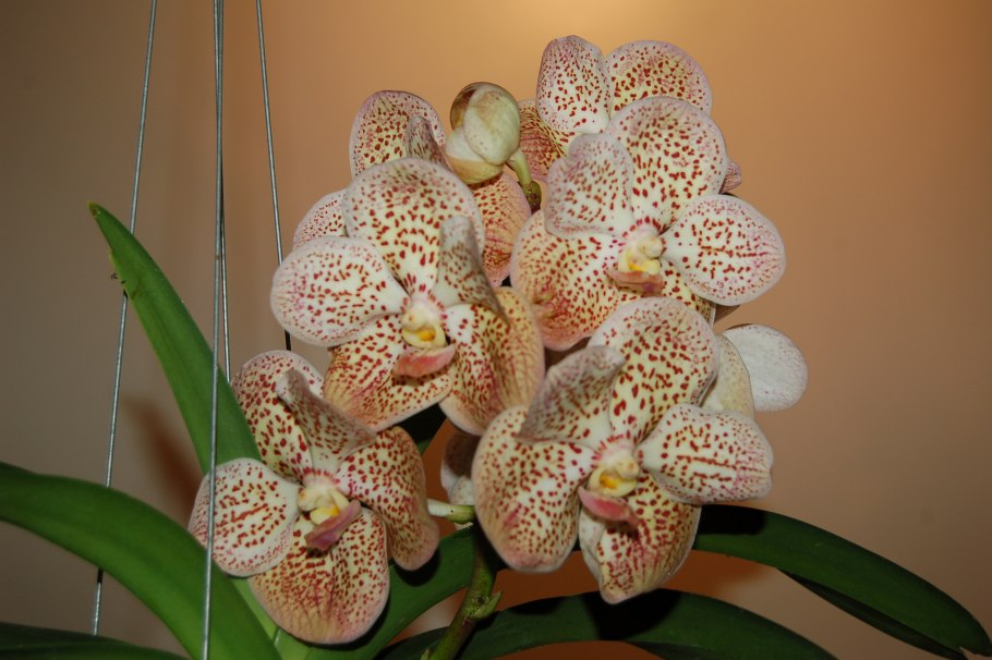 Орхидея Ванда леопард