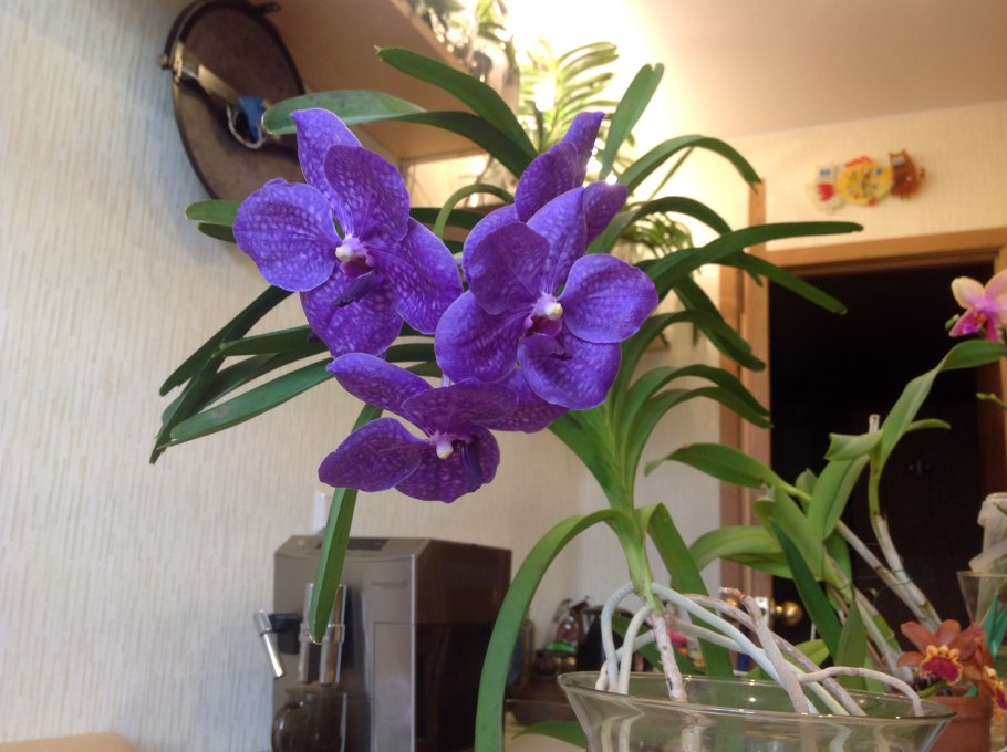 Воздушная Орхидея Ванда