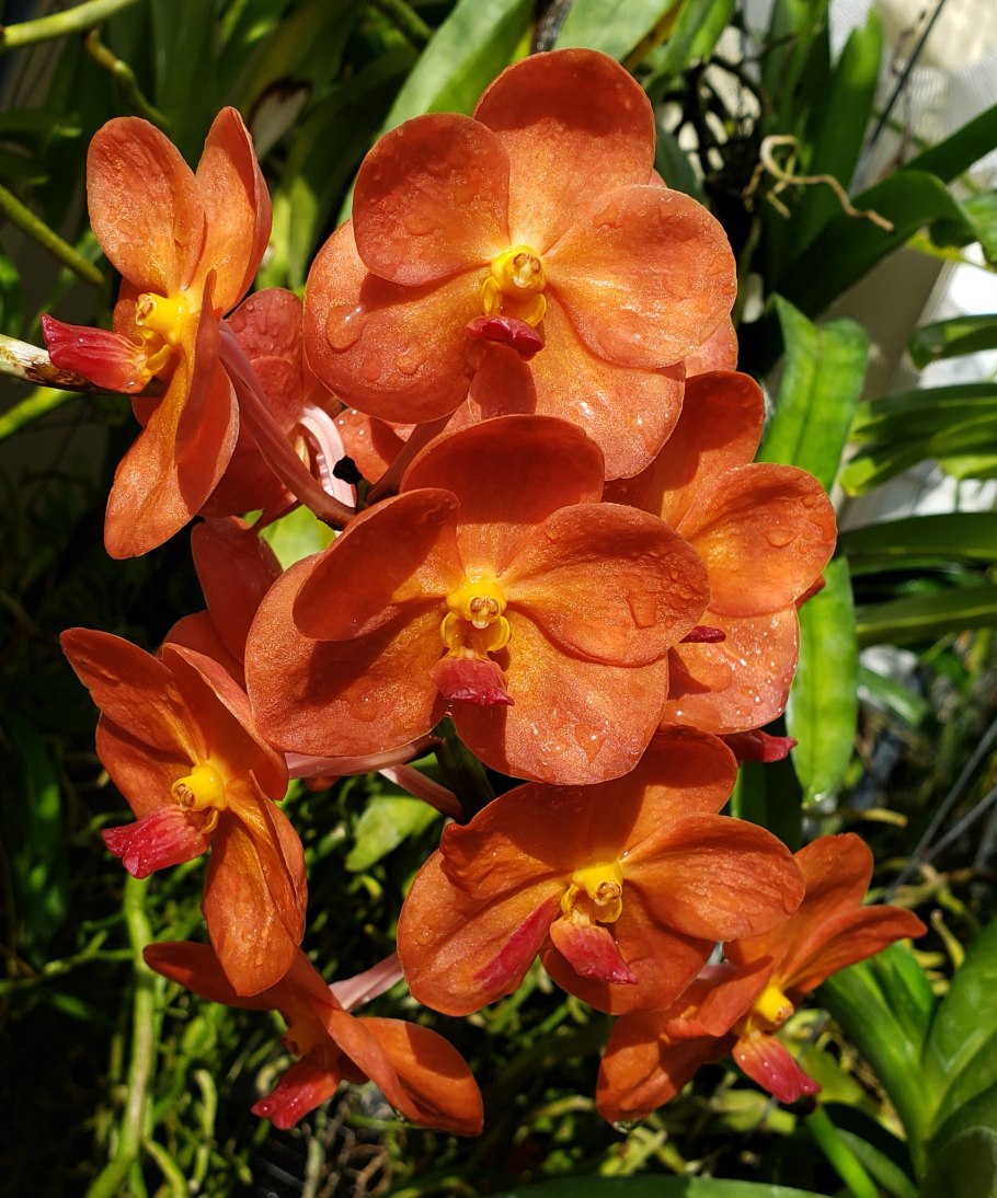 Аскоценда и Ванда