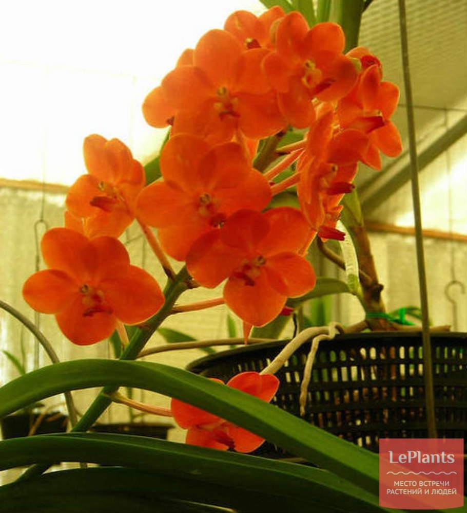 Аскоценда Орхидея