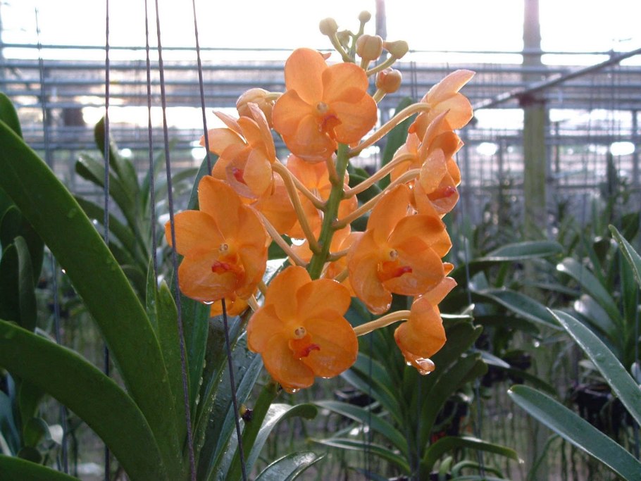 Вандовые аскоценда