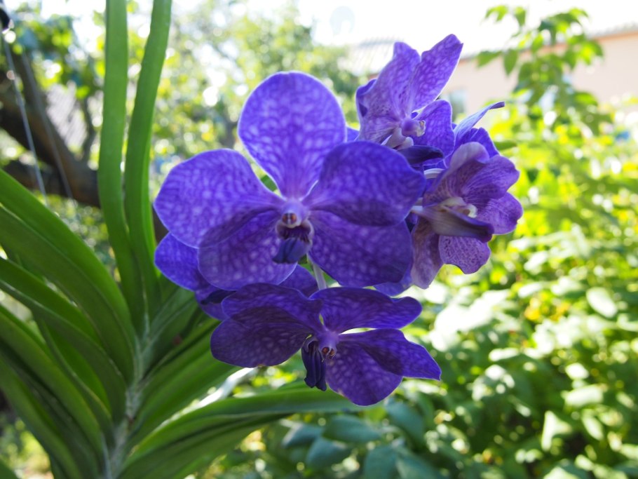 Ascocenda Princess Mikasa