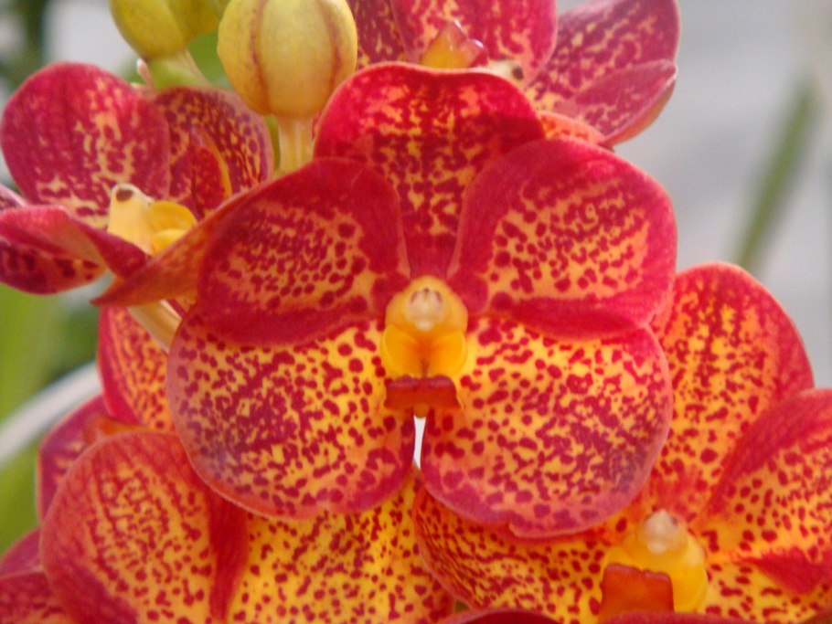 Фаленопсис Golden Dawn