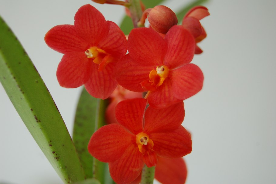 Ascocenda Crownfox Golden Dawn