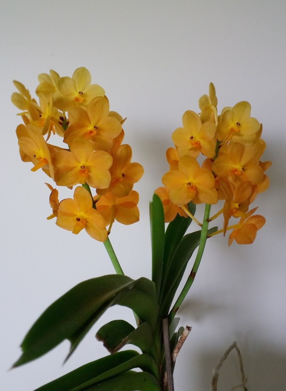 Ascda. Bangkok Sunset - houlettiana