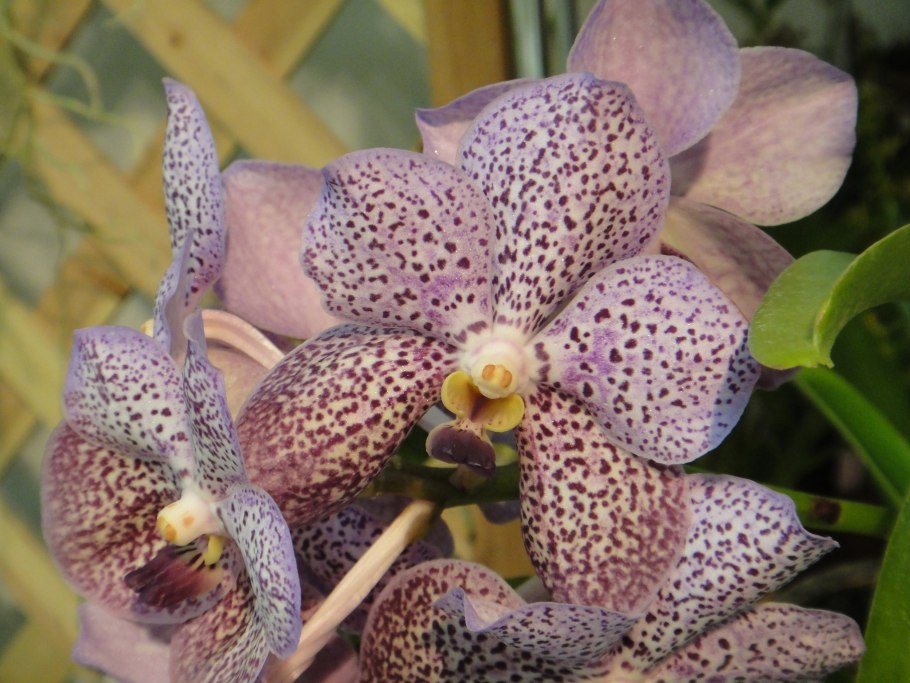 Ванда, аскоценда оранжевая Natcha Mandarin