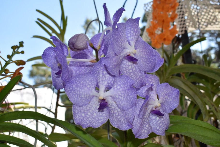 Орхидея Ванда голубая