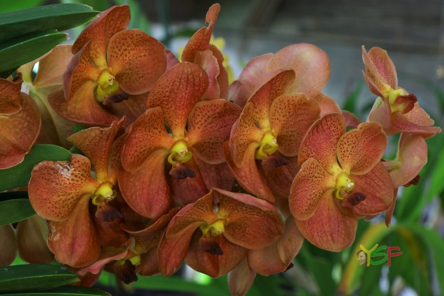 Аскоценда Ampullciallum Alba