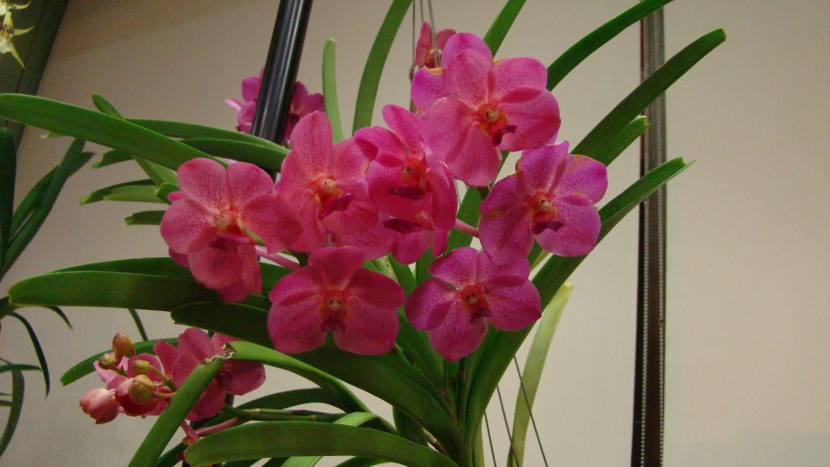 Аскоценда принцесса Микаса