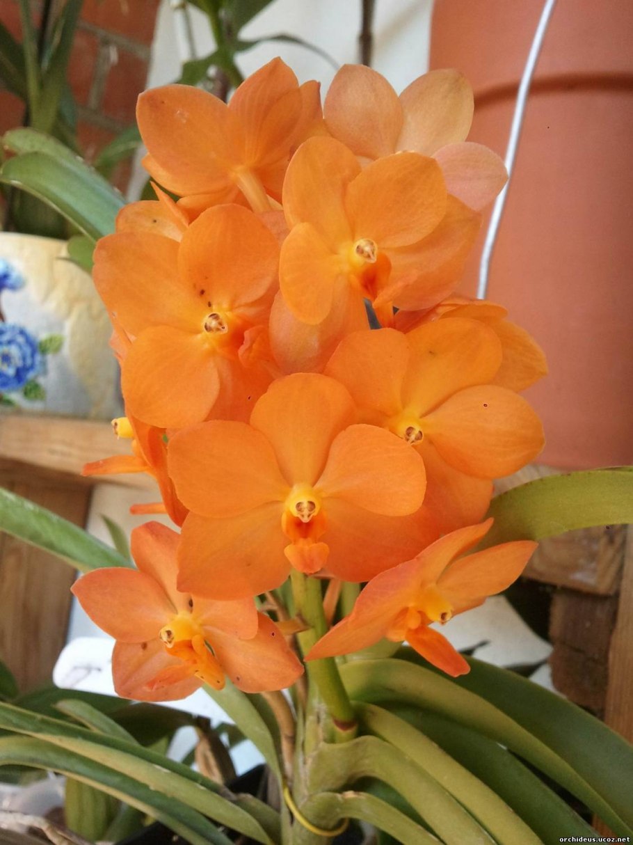 V. Kultana Gold x Kultana Scarlet_Orange spot