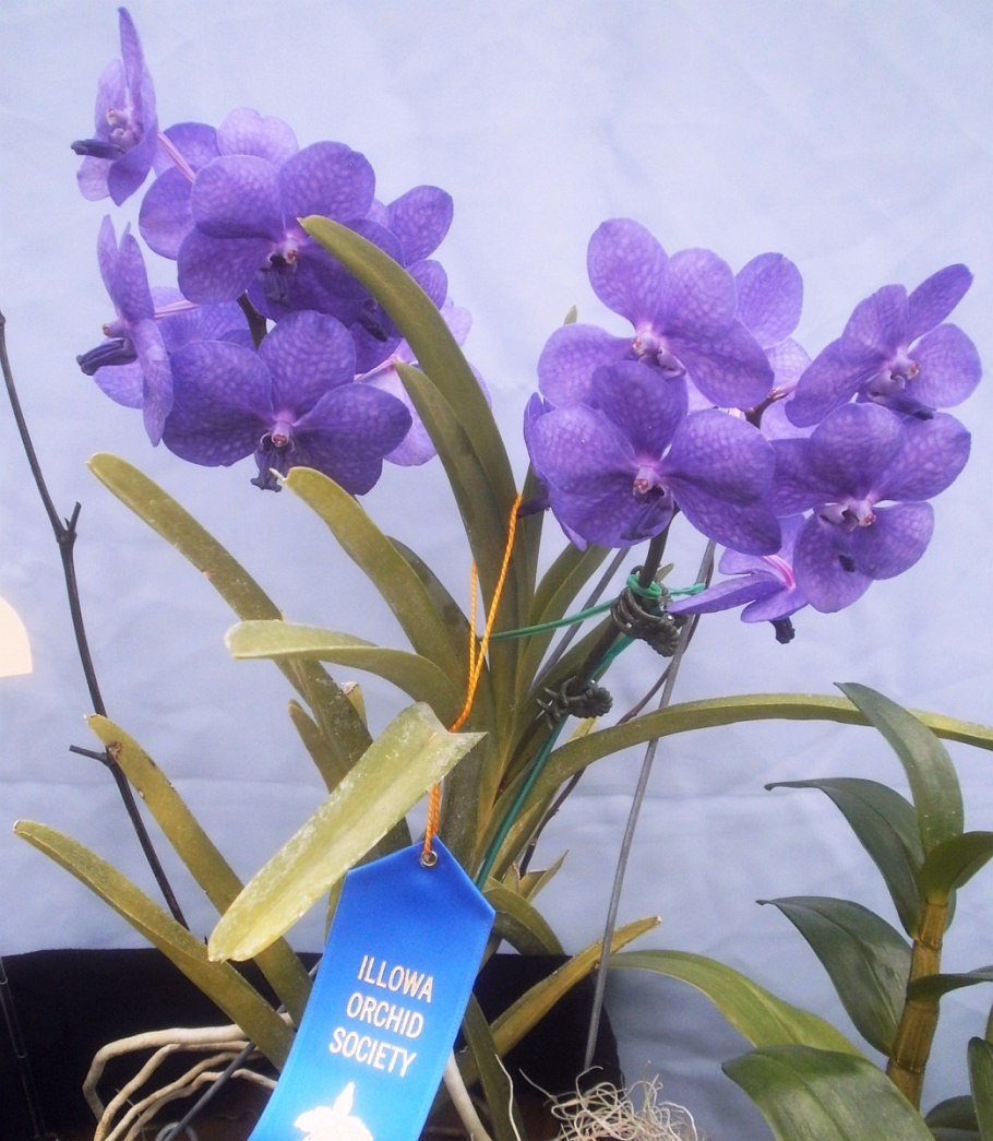 Розовая аскоценда