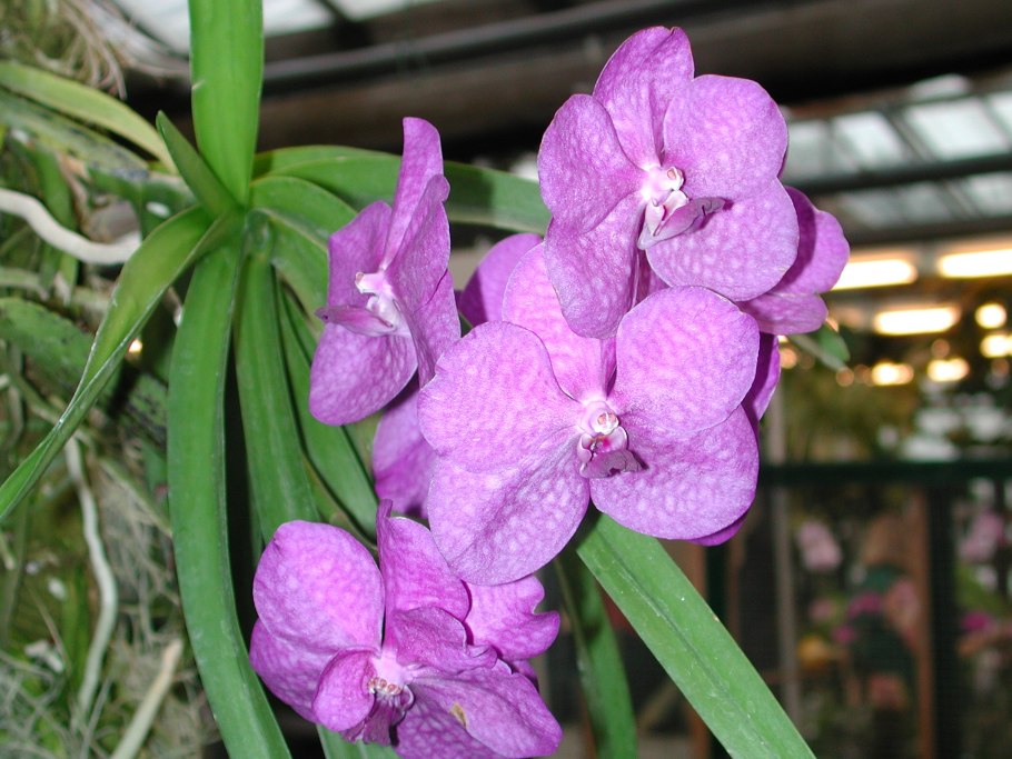 Орхидея Ascocentrum miniatum