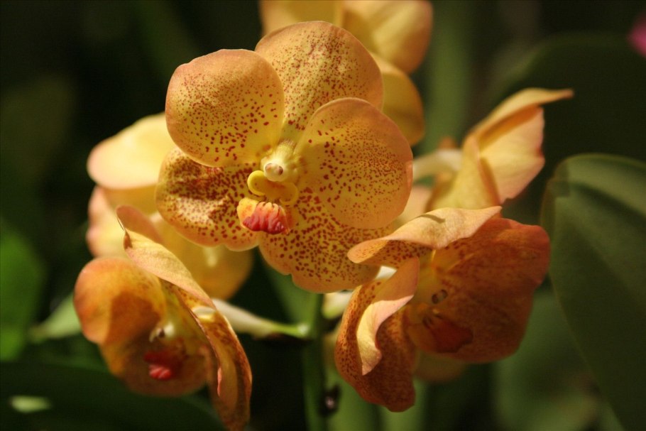 Орхидея Suksamran