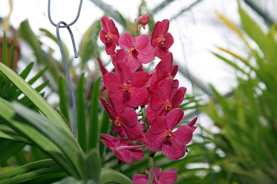 Ascda. Princess Mikasa Pink