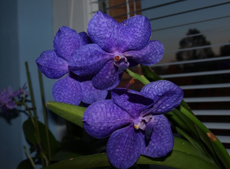 Аскоценда оранжевая