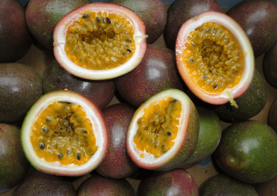 Хлебное дерево