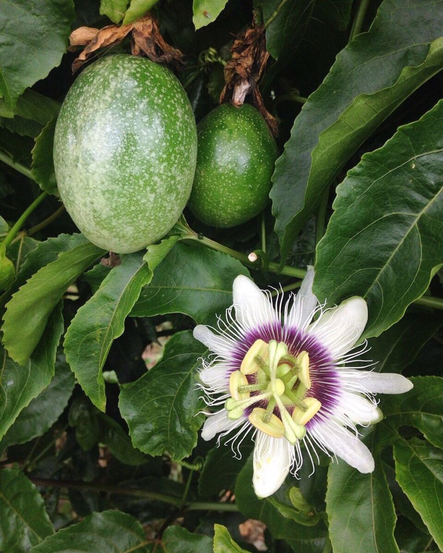 Пассифлора плоды маракуйя