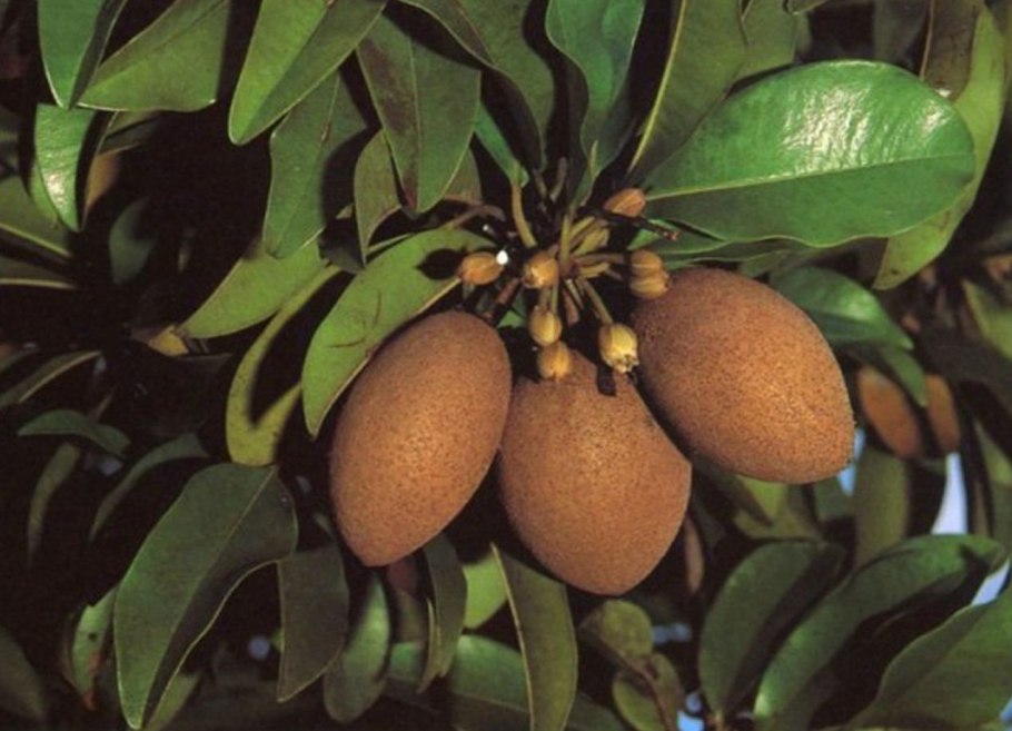 Низко висящие фрукты модель