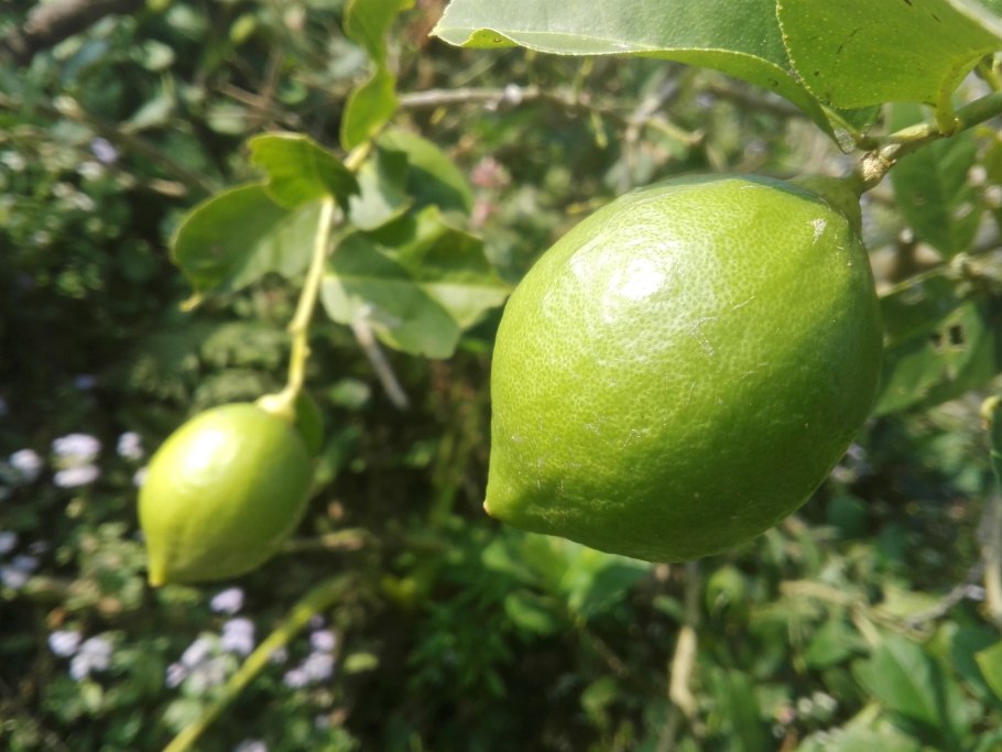 Тайская слива