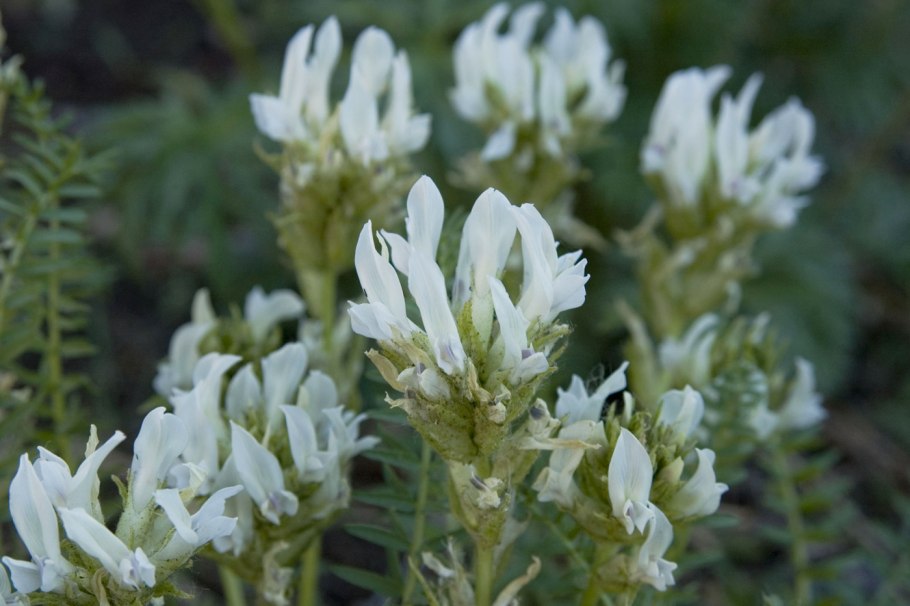 Остролодочник Чуйский oxytropis tschujae