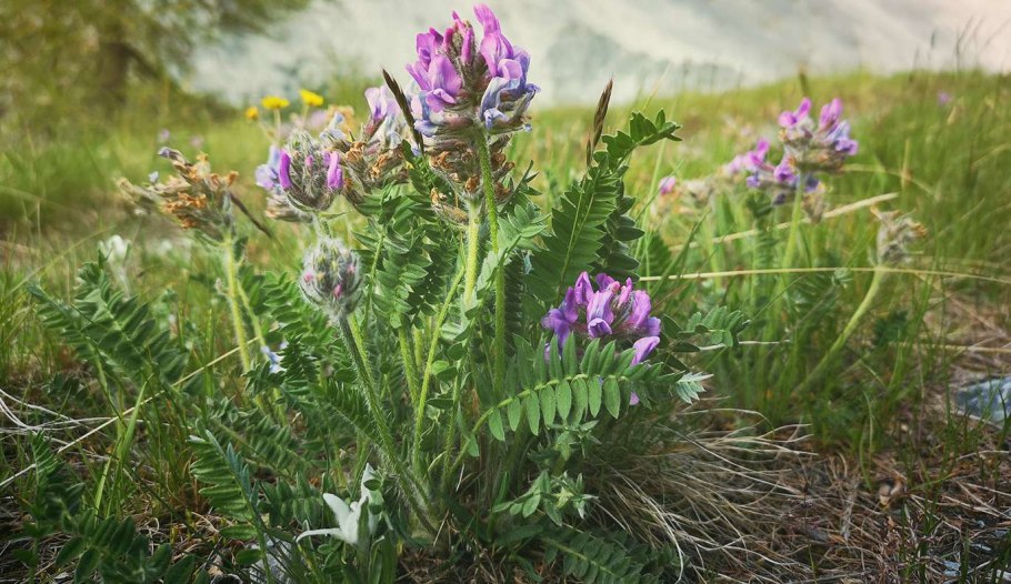 Остролодочник (oxytropis)