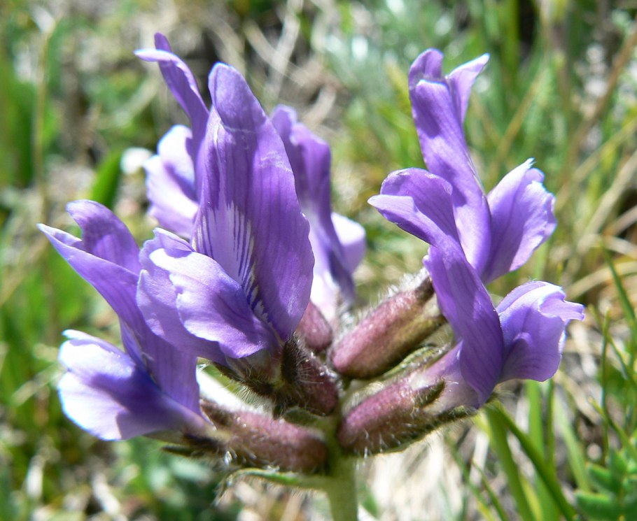 Oxytropis kamtschatica